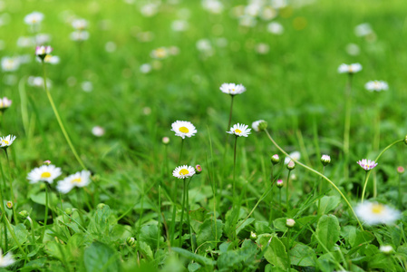 野雏菊