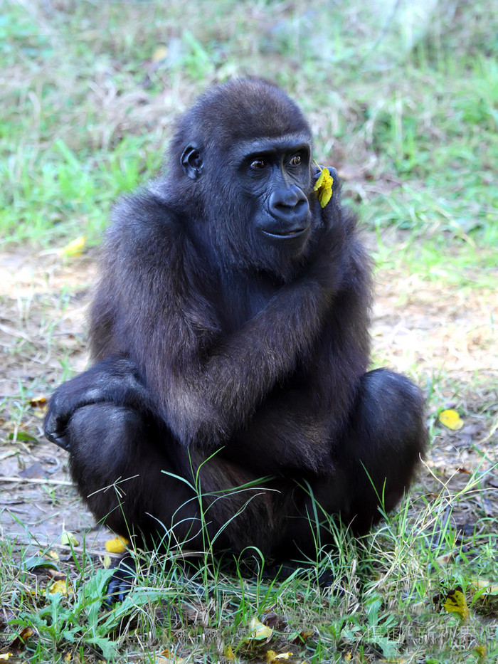 雌性大猩猩照片-正版商用图片1cfobb-摄图新视界
