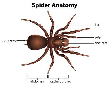一只蜘蛛的解剖