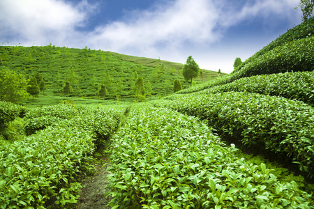 绿色茶园与云背景