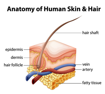 人类的皮肤和头发的解剖