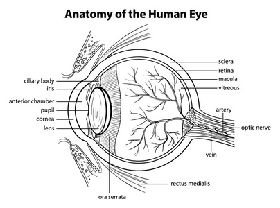 人类的眼睛