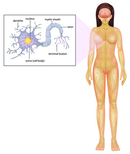 女性神经元图片