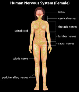 人类中枢神经系统