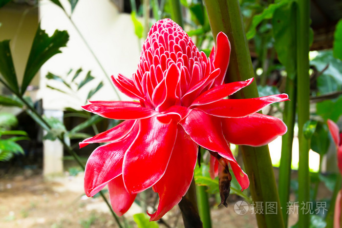 火炬姜花照片 正版商用图片1cfuj4 摄图新视界