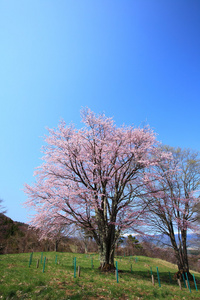 杏迷和蓝色天空