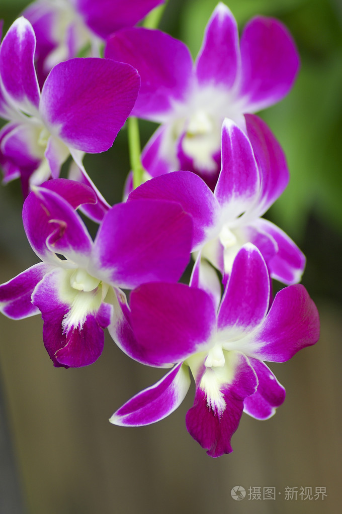 紫兰花的样子图片