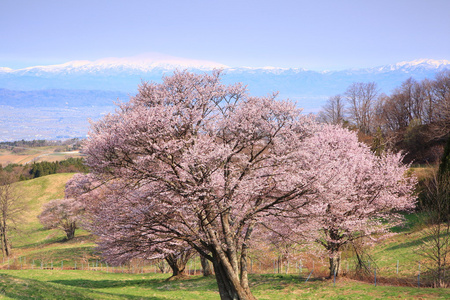 樱桃树和山