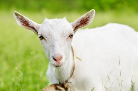 可爱的小山羊可爱的小山羊照片