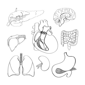手工制作向量组的人体器官