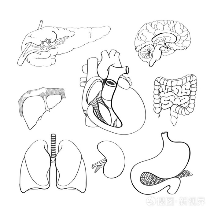 手工制作向量组的人体器官