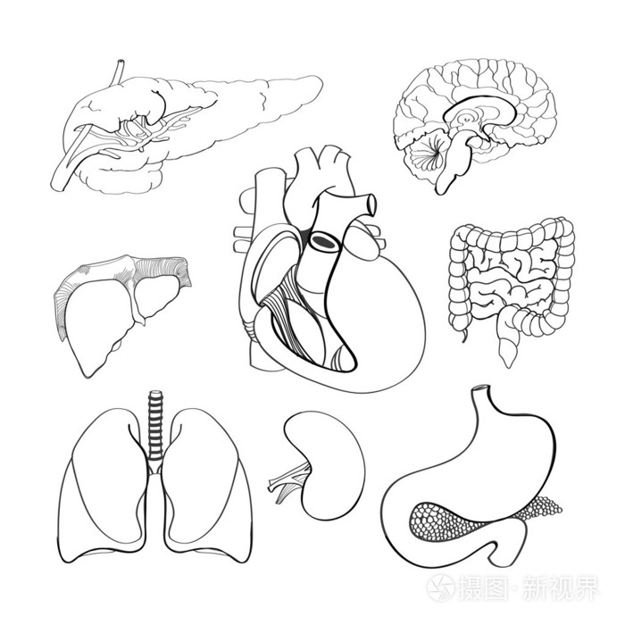 人体内脏简笔画图图片