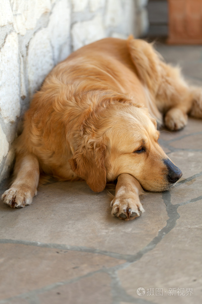 美丽的金毛猎犬的肖像