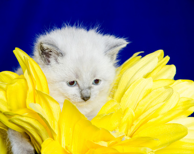 可爱的小猫和鲜花花瓣图片