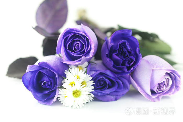 美丽的紫玫瑰和chamomiles 的花束照片 正版商用图片1cg0tc 摄图新视界