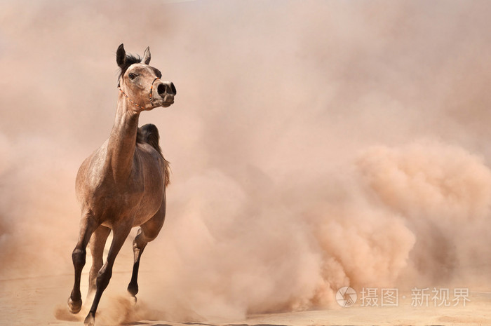 阿拉伯马运行沙漠风暴的威力