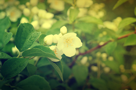 茉莉花复古花图片