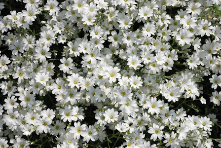 鲜花灿烂阳光灿烂的夏天一天