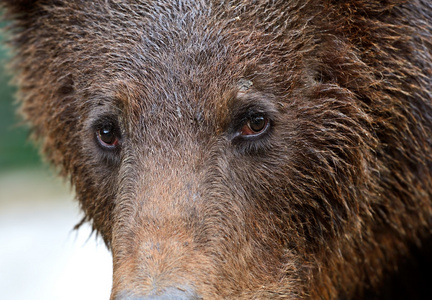 棕熊在喀尔巴阡