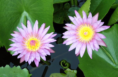 两个绽放粉红色莲花天然池塘里