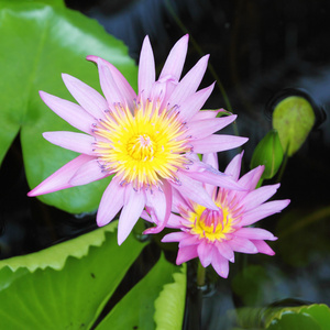 两个绽放粉红色莲花天然池塘里