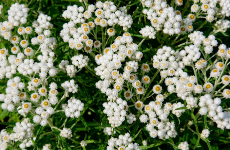 鲜花灿烂阳光灿烂的夏天一天