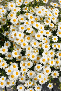 白母菊鲜花在草地上