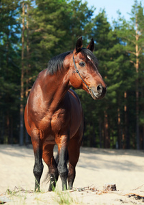 在松树林美丽 trakehner 种马