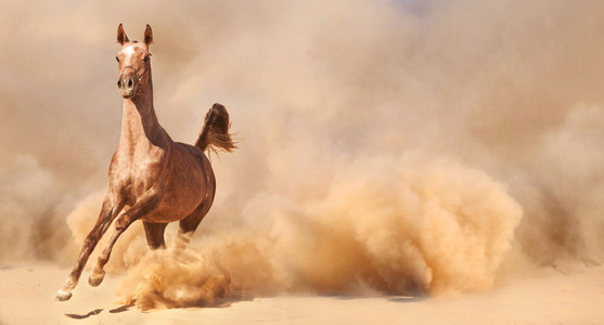 阿拉伯马运行沙漠风暴的威力