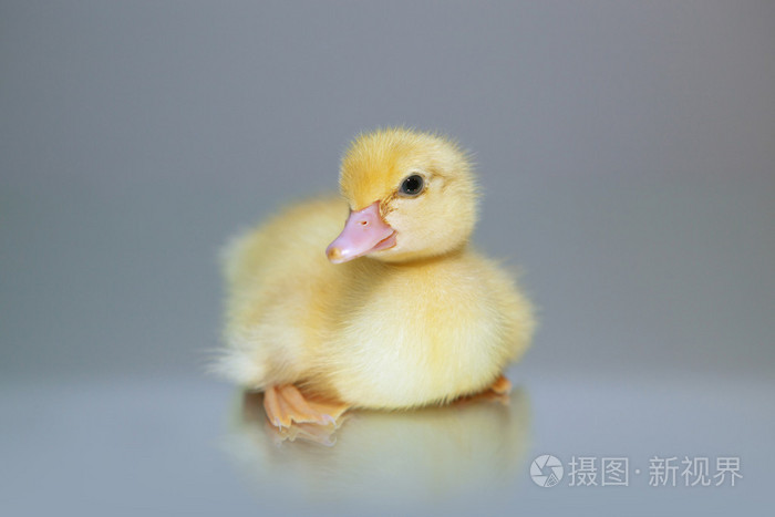 雏番鸭