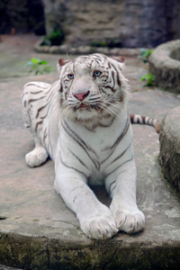 白老虎