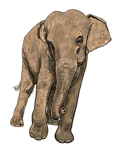 亚洲大象