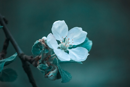 朵朵棵苹果树，春天的花朵