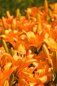 充满活力的橙色百合花卉园