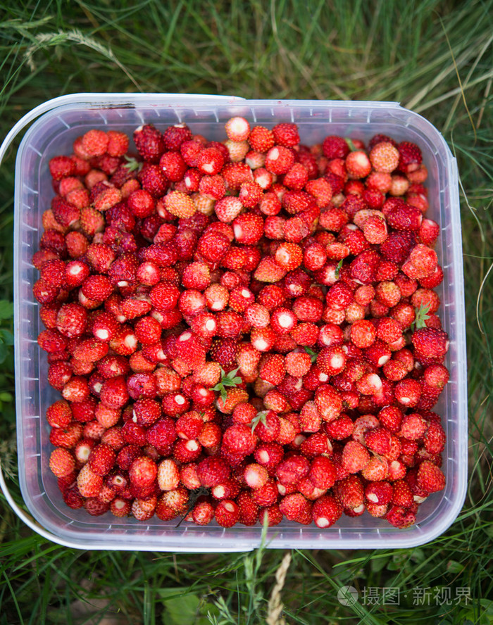 野草莓