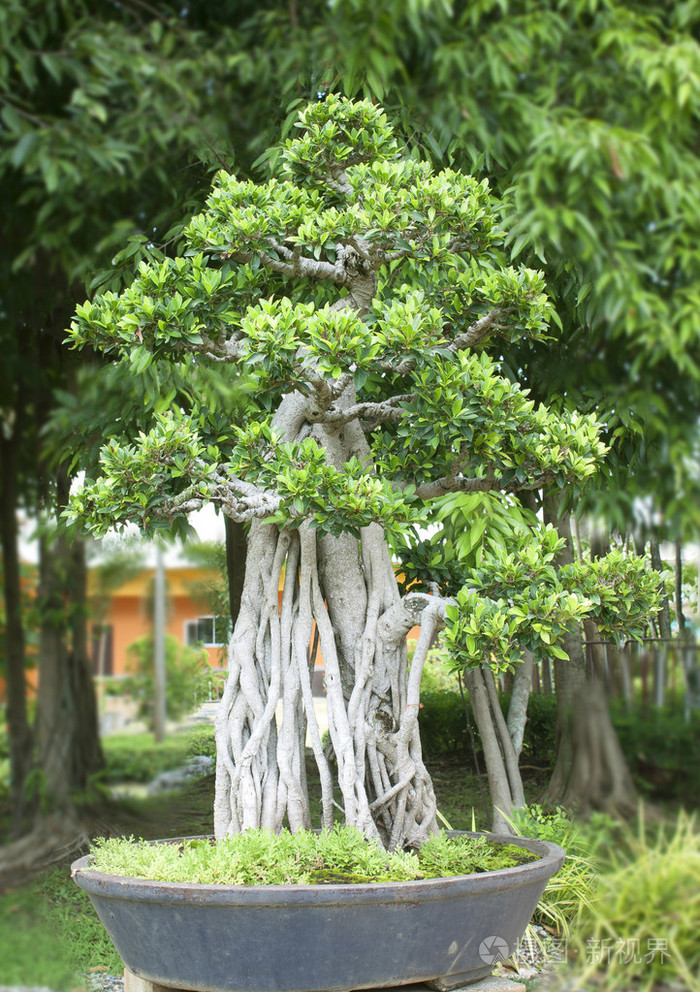 盆景树