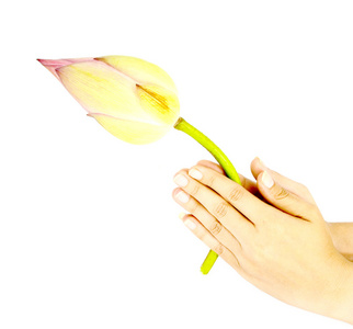 莲花花蕾莲花纯图片