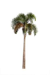 孤立在白色背景上的棕榈树