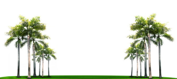 在绿草的空白字段上的棕榈树