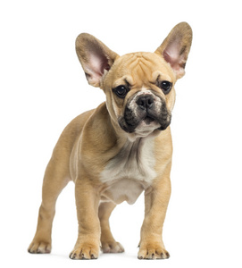 看小狗图片-看小狗素材-看小狗插画-摄图新视界