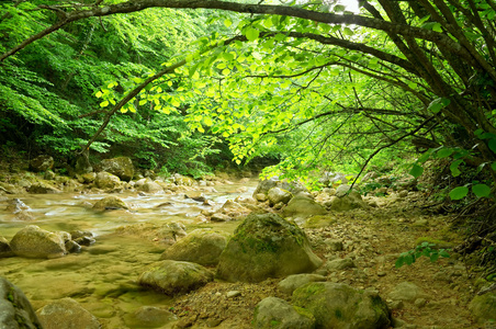 河在山地森林深处