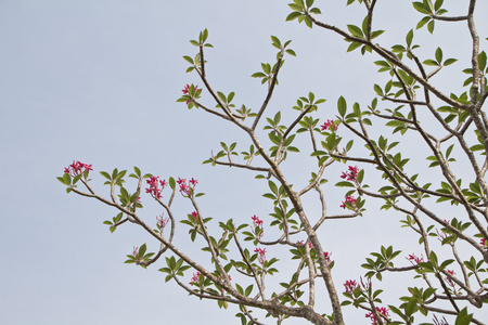 热带花枝梅花