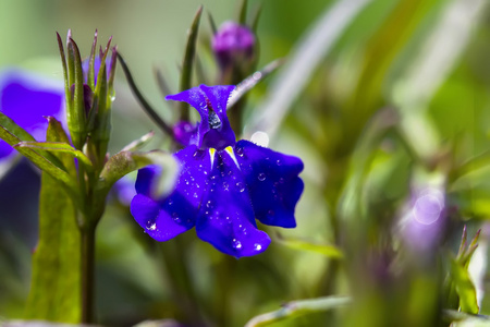 与露水珠花