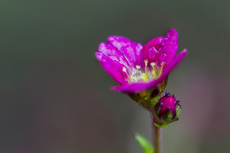 红色花卉特写