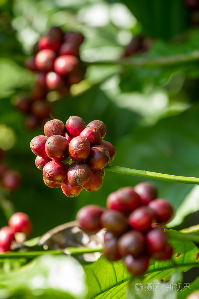 一棵树上成熟的咖啡豆