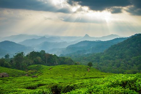 在新德里 喀拉拉邦 印度美丽新鲜绿色茶园