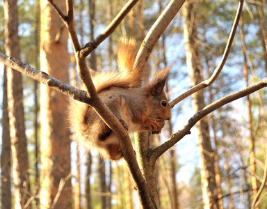 松鼠在城市照片