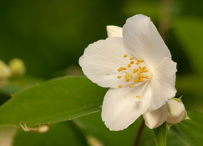 山梅花 coronarius