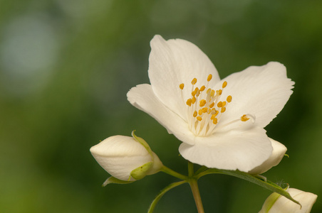 山梅花 coronarius