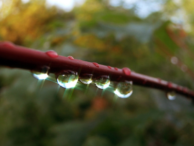 宏摄影的雨滴薄树的树枝上